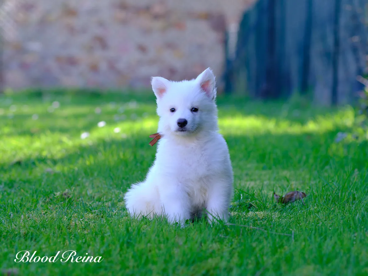 Berger Blanc Suisse en promenade dans la nature, illustration de la vie quotidienne active