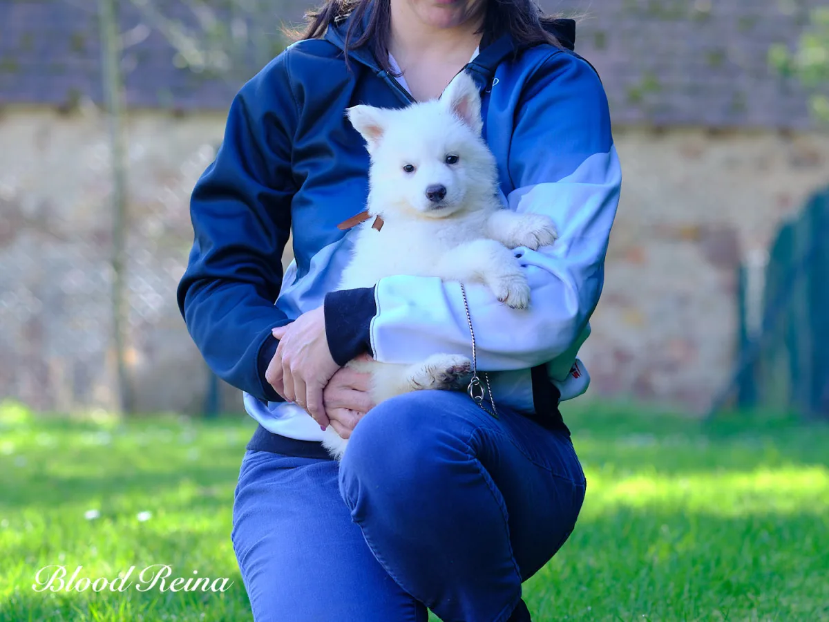 Port&eacute;e de chiots Berger Blanc Suisse dans un environnement d'&eacute;levage familial et soign&eacute;