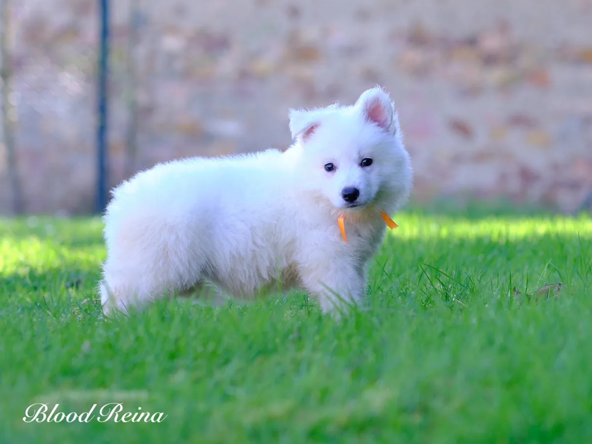 Chiot Berger Blanc Suisse en socialisation pr&eacute;coce avec d'autres chiens